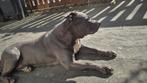 Pitbull teefje, 6 jaar of ouder, Rabiës (hondsdolheid), Teef, Bulldog