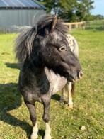 Energieke driejarige Mini Shetlander, Dieren en Toebehoren, Pony's, Hengst, A pony (tot 1.17m), Recreatiepony, 3 tot 6 jaar