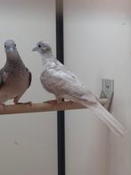 1-0 Vredes duifje pheao, Dieren en Toebehoren, Mannelijk, Tropenvogel, Geringd