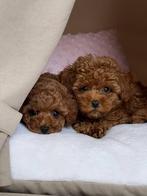 Exclusieve Aziatische Toy Poedel Micro  pups ( Maltipoo ), Dieren en Toebehoren, Honden | Chihuahua's en Gezelschapshonden, Particulier