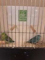 Jong koppel forpussen, Meerdere dieren, Geringd