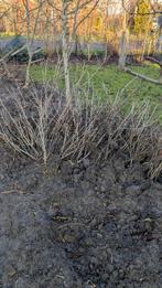 Bessenstruiken, Ophalen, Liguster, Haag, Minder dan 100 cm