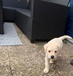 Labrador pup, Dieren en Toebehoren, Honden | Retrievers, Spaniëls en Waterhonden, Reu, 8 tot 15 weken, Labrador retriever, Parvo