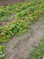 Aardbeien planten, Tuin en Terras, Ophalen, Overige soorten