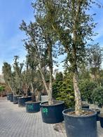 Dubbelstam kurkeik ( Quercus suber) 60/80 stamomtrek te koop, Ophalen, Volle zon, Overige soorten