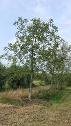 Volwassen walnoten grote notenbomen, Juglans Regia walnoot, Tuin en Terras, Planten | Bomen, 400 cm of meer, Ophalen