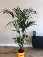 Nieuwe Howea Forsteriana 200cm (Palm), Ophalen, 200 cm of meer, Palm, Halfschaduw