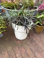 Zwart gras, Ophalen, Halfschaduw