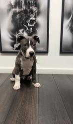 Dek reu, Rabiës (hondsdolheid), Reu, 1 tot 2 jaar, Eén hond