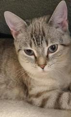 Kittens Britse Korthaar vader  & X Turkse Van moeder, Dieren en Toebehoren, Poes, Ontwormd, 0 tot 2 jaar