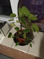 3 planten palm groot bos varen pannenkoek plant € 5,50, Ophalen