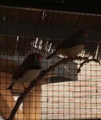 Jonge zebravinken mannetjes, Dieren en Toebehoren, Ophalen, Nieuw, Overige typen