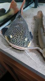 Redtail, Dieren en Toebehoren, Vissen | Aquariumvissen, Vis