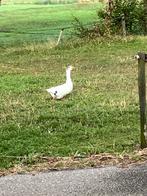 Jonge twentse landgans