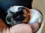Cavia zeugje, Dieren en Toebehoren, Knaagdieren, Cavia, Augustus, Vrouwelijk, Tam