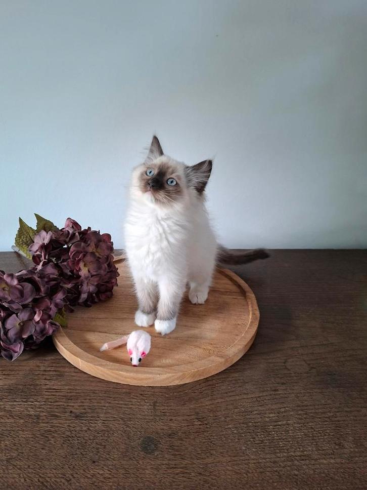 Hele lieve ragdoll en siamees kittens, Dieren en Toebehoren, Katten en Kittens | Raskatten | Langhaar, Meerdere dieren, 0 tot 2 jaar