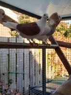 Koppel schildpostduiven, Dieren en Toebehoren, Meerdere dieren, Postduif