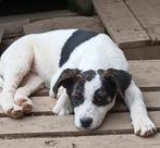 Pup ter adoptie, Dieren en Toebehoren, Particulier, Rabiës (hondsdolheid), 15 weken tot 1 jaar, Buitenland