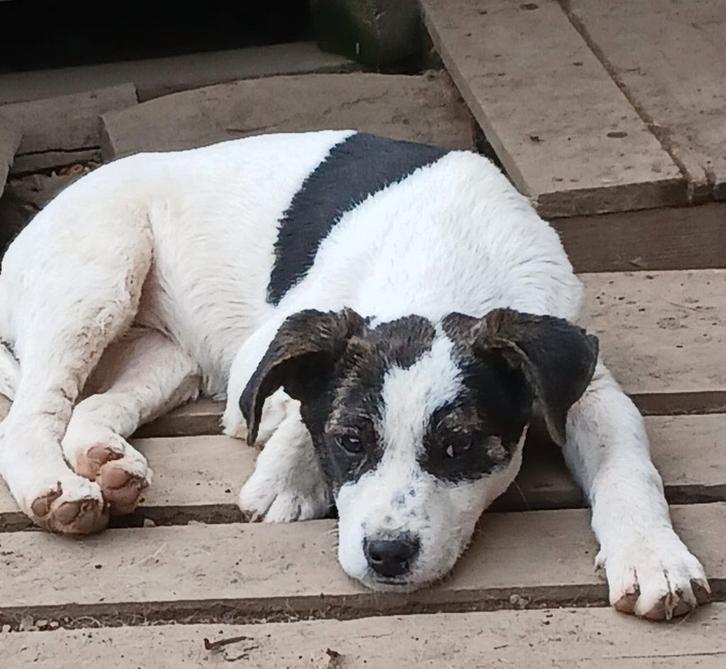 Pup ter adoptie, Dieren en Toebehoren, Honden | Niet-rashonden, Middel, Teef, Particulier, Eén hond, Buitenland, 15 weken tot 1 jaar