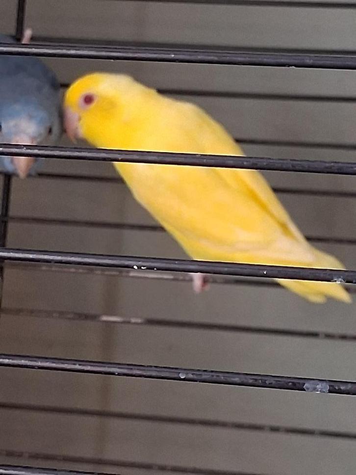 Gele forpus muspapegaai, Dieren en Toebehoren, Vogels | Parkieten en Papegaaien, Dwergpapegaai of Agapornis, Mannelijk, Geringd