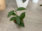 Hoya, Huis en Inrichting, Kamerplanten, Ophalen of Verzenden, Overige soorten, Minder dan 100 cm