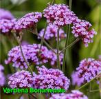 VERBENA BONARIENSIS, Ophalen, Zomer, Overige soorten, Volle zon