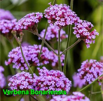 VERBENA BONARIENSIS beschikbaar voor biedingen