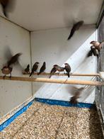 Koppel sint helena fazantjes, Meerdere dieren