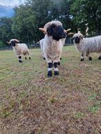 1 jarige walliser schwarznase rammen zwoegervrij, Dieren en Toebehoren, Mannelijk, Schaap