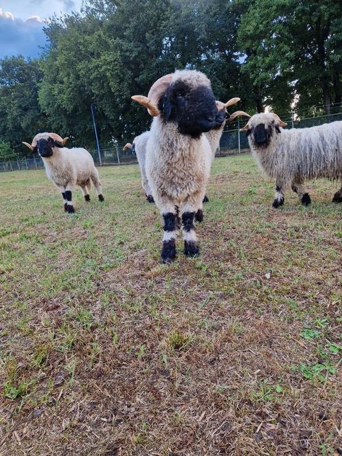 1 jarige walliser schwarznase rammen zwoegervrij, Dieren en Toebehoren, Schapen, Geiten en Varkens, Schaap, Mannelijk