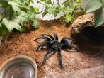 Grammostola Pulchra vrouw 10-12 jaar oud ong, Dieren en Toebehoren, Insecten en Spinnen, Spin of Schorpioen