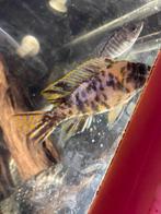Mooie cichlid vissen, Dieren en Toebehoren, Vissen | Aquariumvissen, Vis