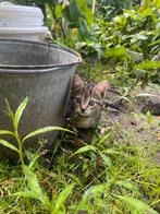 Jonge Boerderijkatertjes!, Dieren en Toebehoren, Katten en Kittens | Overige Katten, Kater