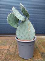 Opuntia Engelmannii - Winterharde (Schijf)cactus H: 55 cm., Volle zon, Vaste plant, Zomer, Ophalen