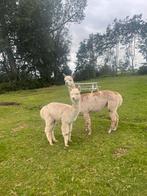 Drachtige Alpaca merrie met dochter, Dieren en Toebehoren, Schapen, Geiten en Varkens, Vrouwelijk