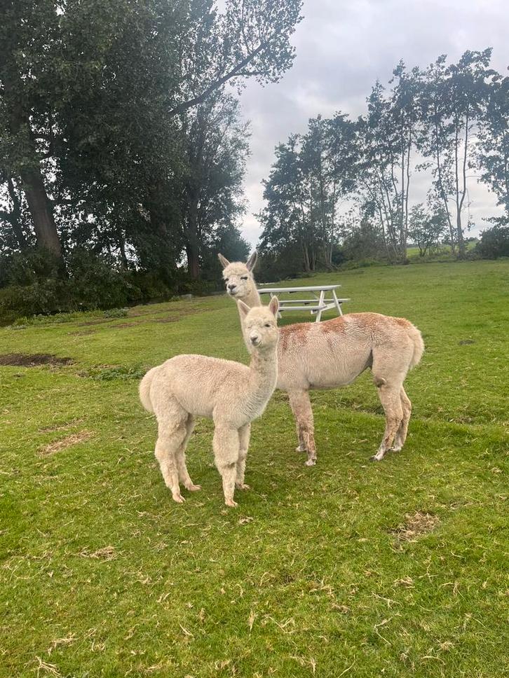 Drachtige Alpaca merrie met dochter, Dieren en Toebehoren, Schapen, Geiten en Varkens, Vrouwelijk
