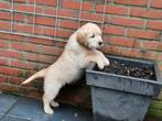 Golden Retriever Pups, Golden retriever, Reu, 8 tot 15 weken, CDV (hondenziekte)