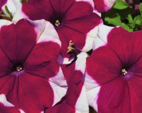 Petunia Picotee red F1, Tuin en Terras, Bloembollen en Zaden, Zaad, Voorjaar, Volle zon, Ophalen of Verzenden