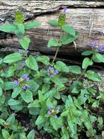 Diverse tuinplanten, Tuin en Terras, Planten | Tuinplanten, Overige soorten, Volle zon, Vaste plant, Ophalen of Verzenden