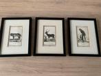 Oude dierenplaatjes, 3 ingelijst en 3 los, Antiek en Kunst, Kunst | Etsen en Gravures, Ophalen of Verzenden