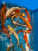 Vandaag uitzoeken 2 voor 100€, Dieren en Toebehoren, Vissen | Vijvervissen, Karper of Koi