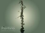 Hedera hibernica – Klimop, Ophalen, Overige soorten, Haag, 100 tot 250 cm