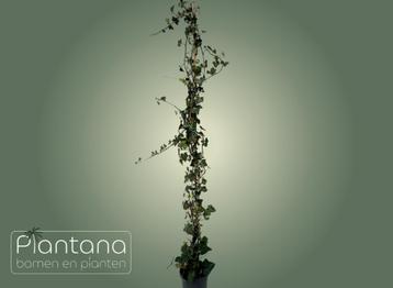 Hedera hibernica – Klimop beschikbaar voor biedingen