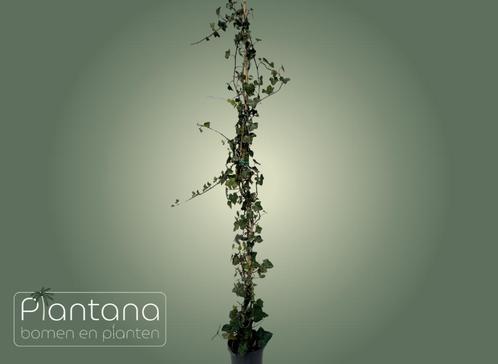 Hedera hibernica – Klimop, Tuin en Terras, Planten | Struiken en Hagen, Haag, Overige soorten, 100 tot 250 cm, Ophalen