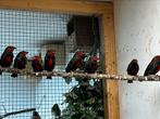 Ruilen voor bloedverversing Emblema Picta, Dieren en Toebehoren, Meerdere dieren, Tropenvogel, Geringd