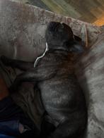 Franse Bulldog GERESERVEERD, Particulier, Buitenland, Bulldog, Eén hond