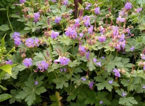 Ooievaarsbek, Tuin en Terras, Planten | Tuinplanten, Bodembedekkers, Halfschaduw, Zomer, Ophalen of Verzenden