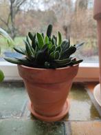 Zes leuke plantjes, Huis en Inrichting, Kamerplanten, Ophalen, Halfschaduw, Minder dan 100 cm