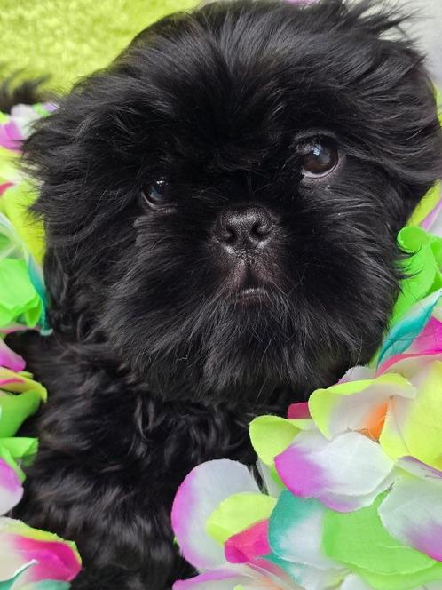 BOOMERS (NOG 3 PUPS OVER), Dieren en Toebehoren, Honden | Chihuahua's en Gezelschapshonden, Meerdere dieren, Overige rassen, Particulier