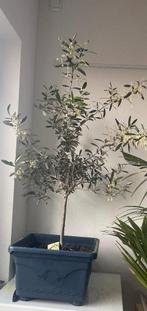 Olijfboom, Winter, 100 tot 250 cm, Olijfboom, Ophalen